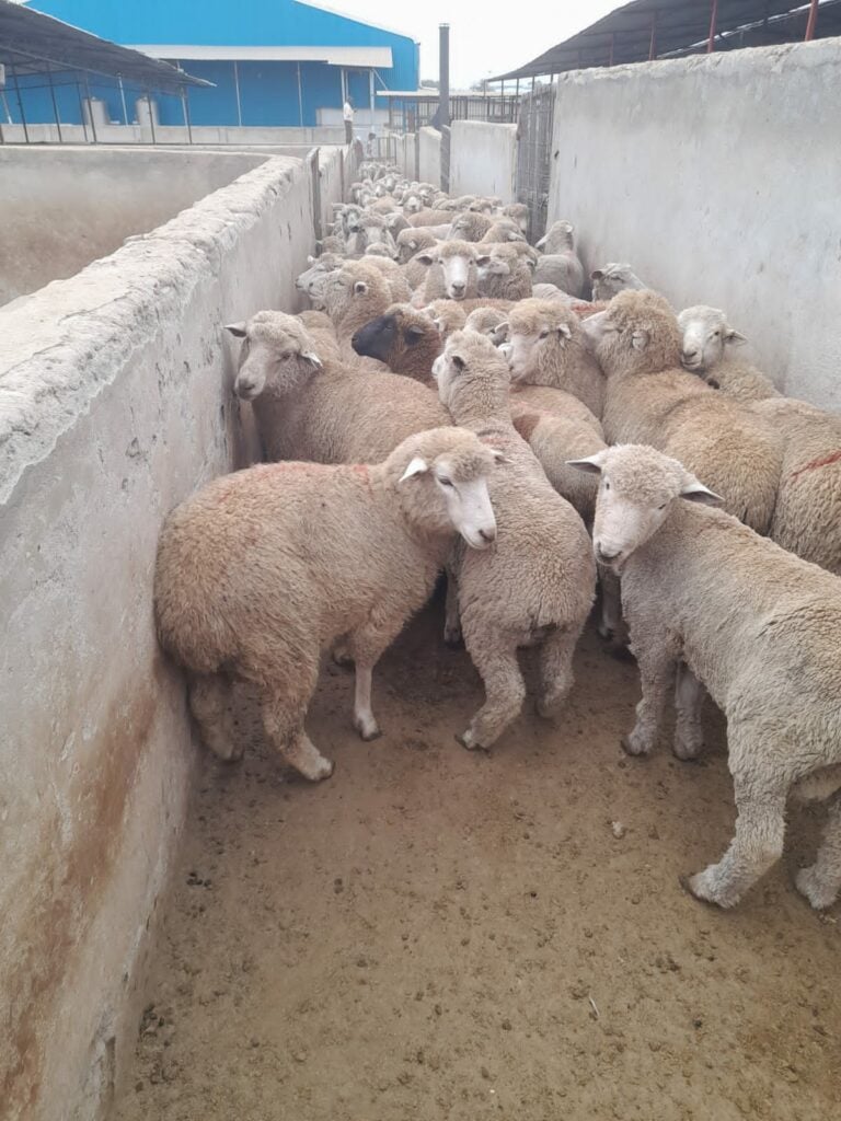 A partner is required in a slaughterhouse in Kenya that produces more than 1,500 heads per day